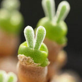 Bunny Succulent Seeds