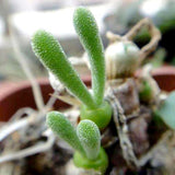 Bunny Succulent Seeds