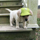 Pup Hats- 40% OFF Today!