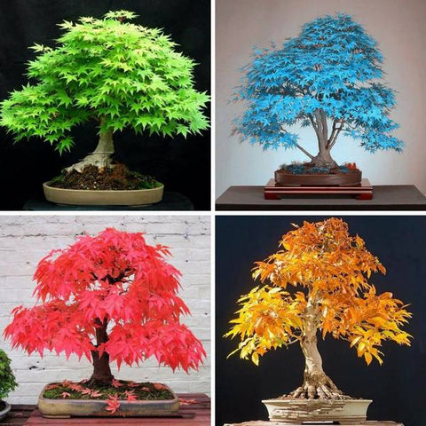 japanese bonsai maple tree seeds 20 Seeds