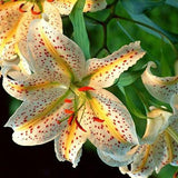 Rare Blue Heart Lily Plant - 50 Seeds