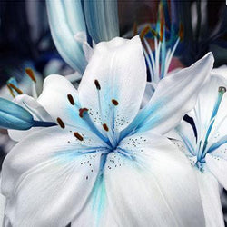 Rare Blue Heart Lily Plant - 50 Seeds