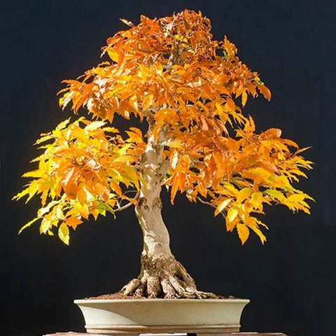 japanese bonsai maple tree seeds 20 Seeds