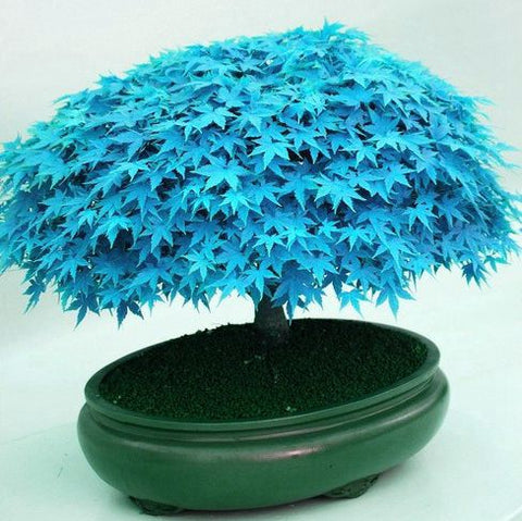 japanese bonsai maple tree seeds 20 Seeds